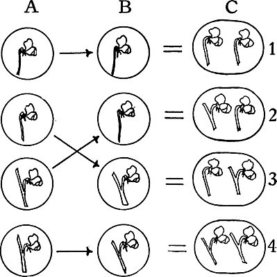 EPS 해외이미지 식물 선 일러스트 세포 미술 계란 검은색 수확 흰색 그림 판화 잡종 해외202004 해외일러스트 컬러 농업 문화예술 알 파일형식 벡터 이미지허브