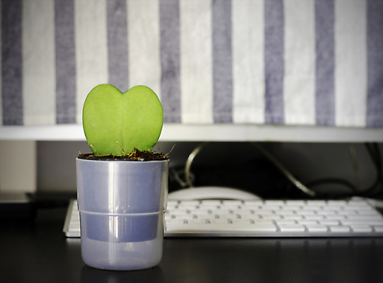 포토 JPG 해외이미지 모양 식물 커플 꽃 화분 화초 잎 꽃무늬 관계 자연 탁자 휴가 새로움 선인장 주택 건조 발렌타인데이 건강 선물 사랑 사람없음 장식 초록색 사무실 환경 사막 성장 하트 키보드 신선 도자기 냄비 자르기 오브젝트 싱글 원예 생태학 해외202004 해외포토 교육 감정 컬러 가구 컨셉 무늬 비즈니스 모션 데이이벤트 취미 건물 솥 생태계 파일형식 이미지허브