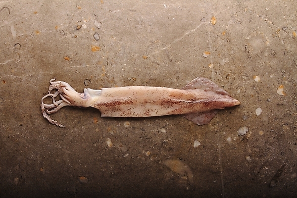 포토 JPG 해외이미지 음식 어류 사람없음 식사 저녁식사 젖음 추위 시장 플랫 해산물 오징어 준비 날것 도미 점심식사 고립 베이스 유일 해외202004 해외포토 현악기 연체동물 수중동물 파일형식 이미지허브