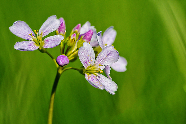 포토 JPG 해외이미지 식물 꽃 분홍색 백그라운드 꽃무늬 밭 자연 사람없음 여름 컬러풀 정원 보라색 봄 벚꽃 흰색 신선 내추럴 해외202004 해외포토 계절 컬러 무늬 농업 생태계 파일형식 이미지허브