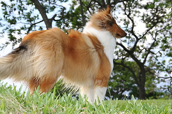 포토 JPG 해외이미지 동물 응시 행복 백그라운드 자연 사람없음 야외 초록색 반려동물 갈색 흰색 양치기 개 강아지 작음 해외202004 해외포토 직업 시선 감정 컬러 포유류 크기 생태계 파일형식 이미지허브