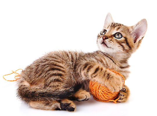 포토 JPG 해외이미지 동물 공 사람없음 반려동물 귀여움 고양이 해외202004 해외포토 컨셉 포유류 파일형식 이미지허브