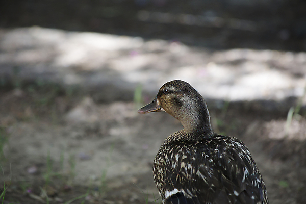 포토 JPG 해외이미지 동물 1 아시아 호수 야생동물 아프리카 자연 조류 영국 오리 독일 아메리카 사람없음 야외 파란색 강 갈색 환경 줄무늬 연못 스페인 보호 습지 그리스 깃털 사냥 부리 물새 루마니아 모로코 칠면조 청둥오리 폴란드 내추럴 암탉 튀니지 해외202004 해외포토 유럽 나라 컬러 컨셉 무늬 닭 암컷 대륙 생태계 파일형식 이미지허브
