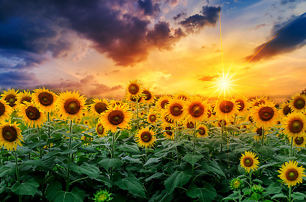 포토 JPG 해외이미지 식물 계절 꽃잎 꽃 백그라운드 잎 꽃무늬 밭 농업 오렌지 자연 하늘 해바라기 풍경 사람없음 야외 초록색 여름 파란색 농작물 컬러풀 햇빛 태양 노란색 환경 정원 맑음 일몰 봄 활발 성장 벚꽃 흰색 시골 원형 개화 닫기 유기농 꽃가루 내추럴 고립 밭일 해외202004 해외포토 자연요소 도형 웰빙 산업 컬러 컨셉 무늬 과일 모션 날씨 노을 가루 생태계 파일형식 이미지허브