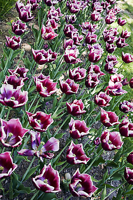 포토 JPG 해외이미지 식물 꽃잎 꽃 사람없음 정원 튤립 해외202004 해외포토 파일형식 이미지허브