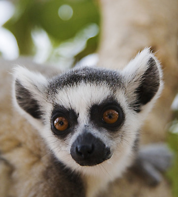 포토 JPG 해외이미지 동물 응시 야생동물 포유류 자연 털 동물원 사람없음 야외 노란색 검은색 회색 흰색 관찰 노려봄 여우원숭이 해외202004 해외포토 멸종위기종 시선 컬러 모션 표정 원숭이 생태계 파일형식 이미지허브