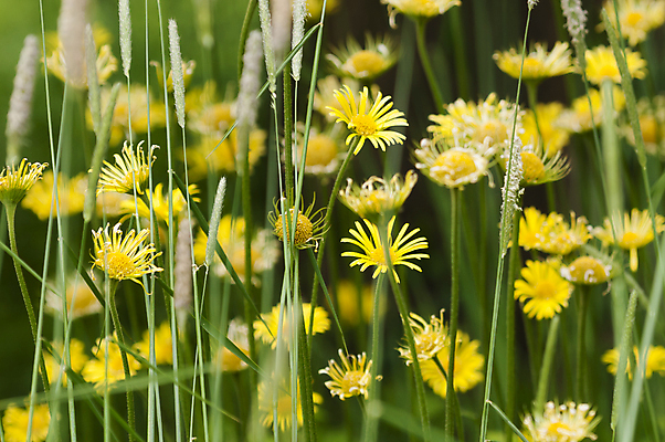 포토 JPG 해외이미지 식물 꽃 백그라운드 자연 사람없음 장식 초록색 여름 컬러풀 노란색 정원 봄 묘사 원예 데이지 해외202004 해외포토 계절 컬러 취미 생태계 파일형식 이미지허브