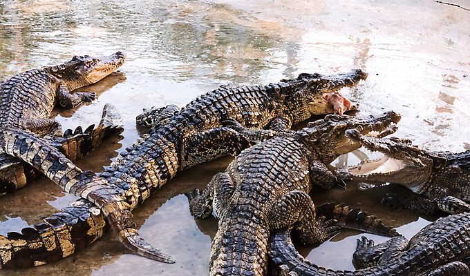 포토 JPG 해외이미지 동물 남자 아시아 야생동물 백그라운드 패턴 파충류 자연 저울 사람없음 물 강 머리 힘 추위 흰색 신선 입 거친 치아 위험 큼 가죽 피부 묘사 질감 육식동물 악어 사냥꾼 토막 해외202004 해외포토 자연요소 직업 나라 컬러 컨셉 무늬 사람 신체부위 소화기관 크기 생태계 파일형식 이미지허브