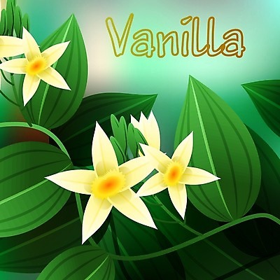 EPS 해외이미지 꽃 음료 음식 잎 일러스트 재료 자연 디저트 콩 건조 요리 동양인 갈색 노란색 검은색 어둠 벚꽃 물방울 신선 양념 막대기 난초 닫기 달콤 맛 이슬 인도인 굽기 먹기 향수 향신료 오브젝트 유기농 복고 아로마 향 아로마테라피 흙더미 내추럴 고립 꼬투리 바닐라 이국적 해외202004 해외일러스트 외국인 식물 웰빙 컬러 컨셉 모션 곡류 인종 흙 화장품 구이 생태계 테라피 향미료 파일형식 벡터 더미 이미지허브