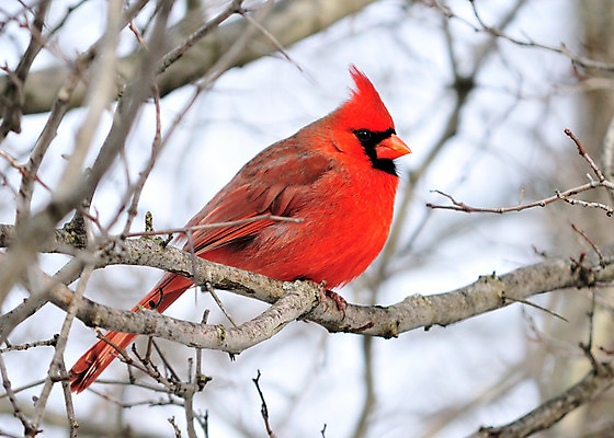 포토 JPG 해외이미지 공원 남자 야생동물 자연 조류 사람없음 야외 해외202004 해외포토 동물 공공시설 사람 생태계 파일형식 이미지허브
