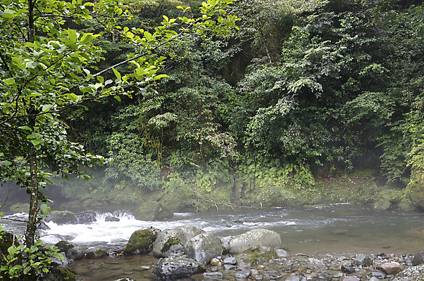 포토 JPG 해외이미지 나무 잎 자연 산 풍경 사람없음 초록색 물 강 폭포 흐름 바위 개울 숲 장면 해외202004 해외포토 자연요소 식물 컬러 컨셉 돌_바위 생태계 파일형식 이미지허브