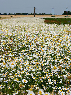 포토 JPG 해외이미지 식물 계절 꽃잎 꽃 음료 백그라운드 잎 꽃무늬 밭 자연 건강 사람없음 초록색 여름 태양 약 노란색 환경 정원 봄 성장 벚꽃 흰색 신선 차 허브 유기농 데이지 아로마테라피 내추럴 고립 캐모마일 해외202004 해외포토 자연요소 웰빙 컬러 무늬 농업 의학 생태계 테라피 파일형식 이미지허브