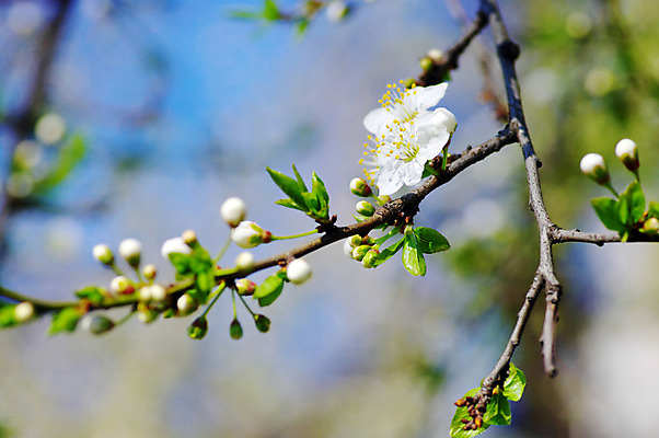 포토 JPG 해외이미지 나무 식물 꽃잎 꽃 아시아 선 백그라운드 잎 자연 하늘 추상 휴식 사람없음 야외 초록색 파란색 빛 햇빛 평화 환경 정원 일본 화목 봄 성장 벚꽃 흰색 나뭇가지 신선 체리 소프트포커스 숲 순수 명상 유기농 원예 내추럴 꽃수술 해외202004 해외포토 웰빙 계절 나라 컬러 컨셉 무늬 과일 촬영기법 취미 태양 생태계 파일형식 이미지허브