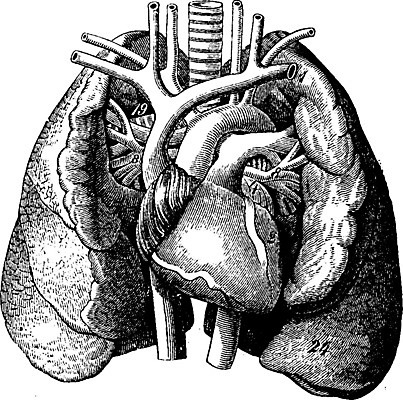 EPS 해외이미지 여행 일러스트 해부 미술 사람 머리 검은색 수확 골동품 흰색 하트 역사 허파 중앙 왼쪽 그림 생물학 함선 팔 판화 동맥 정맥 옛날 해외202004 해외일러스트 모양 교육 컬러 농업 배_교통 의학 문화예술 신체부위 호흡기관 방향 혈관 파일형식 벡터 이미지허브