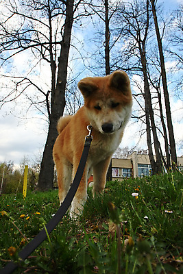 포토 JPG 해외이미지 동물 자연 사람없음 반려동물 일본 힘 용기 자신감 개 강아지 숲 기르기 지능 해외202004 해외포토 그릇 감정 아시아 포유류 생태계 돌봄 파일형식 이미지허브