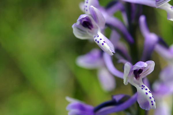 포토 JPG 해외이미지 식물 계절 꽃잎 꽃 유럽 백그라운드 날개 자연 사람없음 야외 초록색 노란색 정원 보라색 봄 줄무늬 들꽃 벚꽃 신선 점 행운 난초 황무지 닫기 보호 작음 속도 싱글 멸종 내추럴 고립 해외202004 해외포토 나라 컬러 컨셉 무늬 모션 크기 생태계 파일형식 이미지허브
