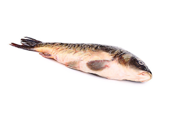 포토 JPG 해외이미지 동물 산업 음식 여행 백그라운드 재료 자연 낚시 건강 어류 앉기 사람없음 머리 식사 거울 흰색 죽음 신선 그룹 맛 해산물 묘사 준비 꼬리 날것 흙더미 잉어 내추럴 생식 생태학 생존 해외202004 해외포토 교육 컬러 컨셉 모션 레저 신체부위 수중동물 흙 생태계 파일형식 더미 이미지허브