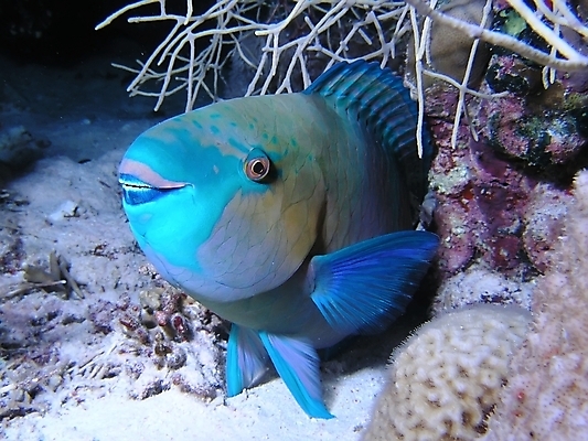 포토 JPG 해외이미지 식물 동물 야생동물 잎 자연 표면 어류 사람없음 물 반사 수중 투명 스노클링 산호 잠수부 암초 동물상 해외202004 해외포토 자연요소 조형물 수중동물 수상스포츠 자포동물 전문직 생태계 파일형식 이미지허브