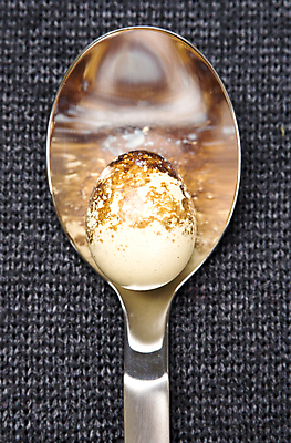 포토 JPG 해외이미지 음식 백그라운드 패턴 조류 사람없음 숟가락 회색 닫기 은색 메추리 해외202004 해외포토 동물 컬러 무늬 모션 수저 파일형식 이미지허브