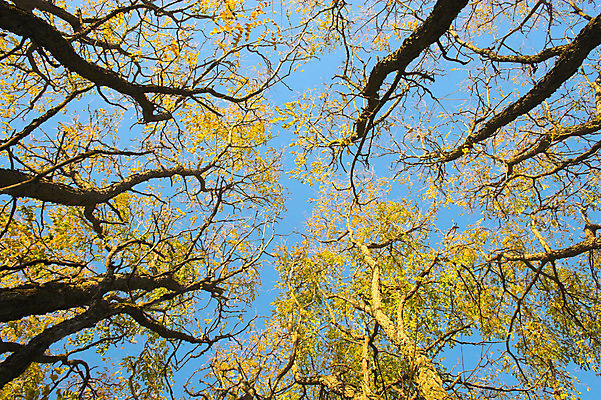 포토 JPG 해외이미지 나무 계절 단풍 잎 오렌지 자연 하늘 휴식 따뜻함 사람없음 빨간색 파란색 빛 노란색 평화 정원 가을 시원함 해외202004 해외포토 식물 컬러 컨셉 과일 생태계 파일형식 이미지허브