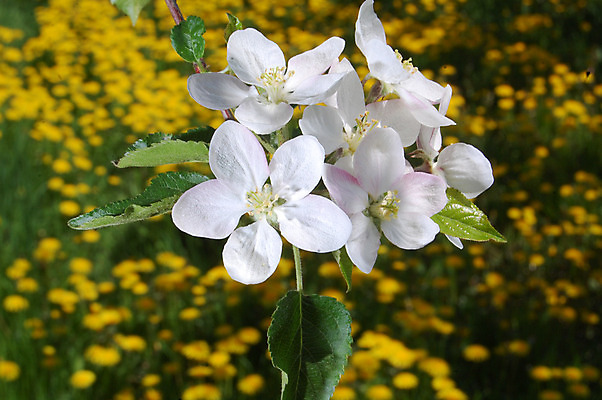 포토 JPG 해외이미지 나무 식물 계절 꽃 분홍색 백그라운드 잎 꽃무늬 농업 자연 친절 부활절 사람없음 야외 초록색 새싹 정원 맑음 봄 벚꽃 흰색 나뭇가지 개화 사과 과수원 순수 원예 부드러움 내추럴 고립 해외202004 해외포토 기념일 산업 컬러 컨셉 무늬 과일 날씨 취미 감각 생태계 파일형식 이미지허브