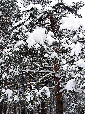 포토 JPG 해외이미지 나무 계절 백그라운드 겨울 자연 풍경 사람없음 힘 흰색 소나무 숲 폭설 해외202004 해외포토 식물 컬러 눈_날씨 자연재해 생태계 파일형식 이미지허브