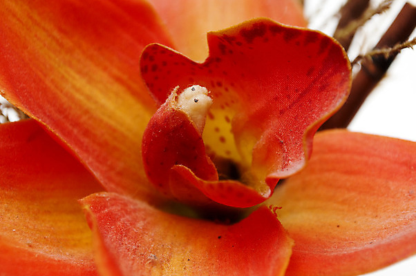 포토 JPG 해외이미지 식물 꽃 백그라운드 잎 꽃무늬 자연 건강 사람없음 야외 컬러풀 노란색 환경 봄 성장 벚꽃 흰색 시골 신선 내추럴 해외202004 해외포토 계절 컬러 무늬 생태계 파일형식 이미지허브