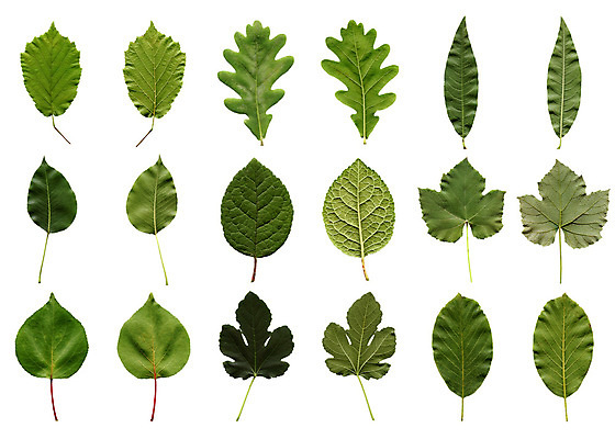 포토 JPG 해외이미지 나무 식물 백그라운드 잎 자연 바닥 사람없음 옆모습 초록색 흰색 복숭아 호두 모음 무화과 내추럴 고립 살구 많음 개암 해외202004 해외포토 열매 뷰포인트 컬러 컨셉 과일 한글 견과류 생태계 파일형식 이미지허브