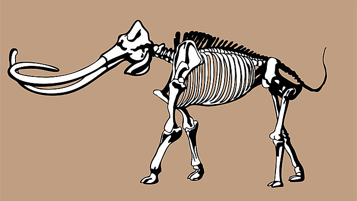EPS 해외이미지 신체 일러스트 코끼리 생물 뼈 털 미술 머리 죽음 큼 공룡 박물관 화석 상아 멸종 멸종위기동물 선사시대 거인 매머드 해골모형 쥬라기 해외202004 해외일러스트 동물 포유류 파충류 문화예술 신체부위 모형 역사 크기 파일형식 벡터 멸종위기종 이미지허브