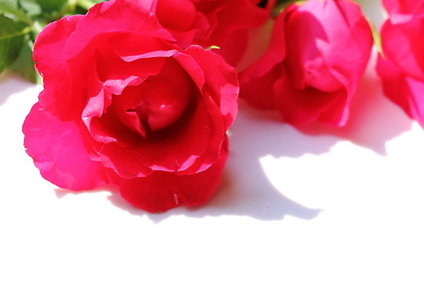 포토 JPG 해외이미지 사랑 사람없음 장미 메시지 해외202004 해외포토 꽃 감정 파일형식 이미지허브