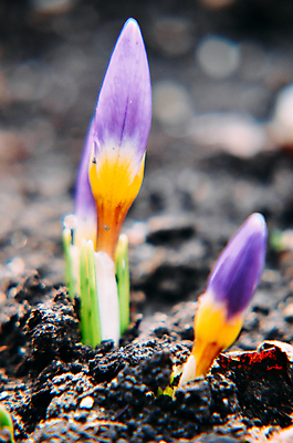 포토 JPG 해외이미지 식물 디자인 계절 공원 꽃잎 꽃 줄기 백그라운드 잎 꽃무늬 자연 부활절 풍경 사람없음 야외 초록색 파란색 컬러풀 햇빛 태양 노란색 정원 보라색 봄 성장 벚꽃 신선 개화 제비꽃 화단 내추럴 땅바닥 사프란 해외202004 해외포토 자연요소 공공시설 기념일 컬러 무늬 바닥 향신료 생태계 파일형식 이미지허브
