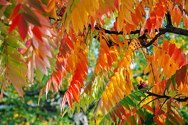 포토 JPG 해외이미지 나무 식물 디자인 계절 공원 백그라운드 단풍 잎 패턴 오렌지 자연 하늘 추상 풍경 사람없음 야외 빨간색 초록색 빛 컬러풀 햇빛 태양 갈색 노란색 환경 맑음 활발 가을 나뭇가지 황금 숲 질감 장면 내추럴 아카시아 해외202004 해외포토 자연요소 공공시설 컬러 컨셉 무늬 과일 날씨 생태계 파일형식 이미지허브