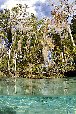 포토 JPG 해외이미지 나무 구름 모래 자연 하늘 표면 풍경 사람없음 초록색 물 파란색 강 봄 숲 크리스탈 플로리다 해외202004 해외포토 자연요소 식물 계절 컬러 미국 광석 생태계 파일형식 이미지허브