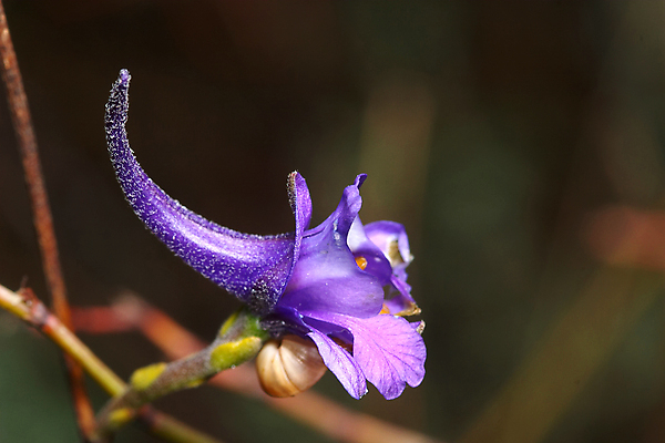 포토 JPG 해외이미지 식물 꽃잎 꽃 잎 꽃무늬 자연 사람없음 봄 벚꽃 닫기 묘사 꽃가루 내추럴 꽃수술 해외202004 해외포토 계절 무늬 모션 가루 생태계 파일형식 이미지허브