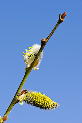 포토 JPG 해외이미지 나무 식물 계절 꽃 줄기 백그라운드 꽃무늬 포옹 자연 휴가 부활절 새로움 사람없음 장식 고양이 봄 성장 벚꽃 나뭇가지 축하 신선 4월 버드나무 심볼 부드러움 솜털 내추럴 해외202004 해외포토 기념일 컨셉 무늬 포유류 안기 반려동물 감각 날짜 생태계 파일형식 이미지허브
