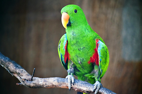 포토 JPG 해외이미지 동물 야생동물 날개 자연 조류 열대 동물원 사람없음 초록색 반려동물 컬러풀 나뭇가지 깃털 부리 앵무새 내추럴 동물상 이국적 해외202004 해외포토 나무 컬러 조형물 생태계 파일형식 이미지허브