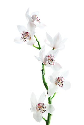 포토 JPG 해외이미지 식물 기념일 꽃 꽃다발 백그라운드 자연 문구용품 사람없음 빛 벚꽃 흰색 신선 난초 우아함 호접란 고립 카피스페이스 해외202004 해외포토 컬러 컨셉 이벤트 공백 오브젝트 생태계 파일형식 이미지허브