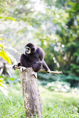 포토 JPG 해외이미지 나무 동물 얼굴 청소년 사람없음 목재 검은색 원숭이 표현 입 작음 통나무 인도네시아 멸종 유인원 원시시대 말레이시아 침팬지 배려 해외202004 해외포토 식물 아시아 컬러 재료 포유류 사람 신체부위 역사 크기 파일형식 이미지허브
