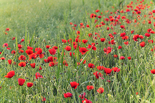 포토 JPG 해외이미지 식물 꽃잎 꽃 줄기 잎 밭 자연 사람없음 야외 빨간색 초록색 여름 햇빛 환경 화목 봄 들꽃 성장 벚꽃 신선 개화 소프트포커스 허브 양귀비 해외202004 해외포토 계절 컬러 컨셉 농업 촬영기법 태양 생태계 파일형식 이미지허브