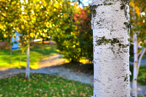포토 JPG 해외이미지 나무 식물 계절 공원 백그라운드 단풍 자연 풍경 사람없음 야외 목재 초록색 빛 컬러풀 햇빛 노란색 환경 이탈리아 가을 흰색 시골 황금 숲 장면 나무껍질 자작나무 산기슭 내추럴 해외202004 해외포토 공공시설 유럽 컬러 잎 재료 산 태양 껍질 생태계 파일형식 이미지허브