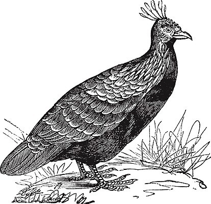 EPS 해외이미지 동물 척추동물 디자인 남자 야생동물 날개 일러스트 자연 조류 미술 동양인 검은색 수확 골동품 흰색 스케치 깃털 그림 생물학 부리 판화 철새 꿩 내추럴 동물상 옛날 전국 히말라야 해외202004 해외일러스트 교육 컬러 농업 문화예술 사람 인종 조형물 생태계 파일형식 벡터 산맥 이미지허브