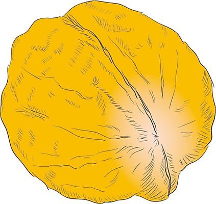 EPS 해외이미지 디자인 음식 패턴 과일 일러스트 재료 건조 숫자 갈색 견과류 껍질 그리기 그림 유기농 호두 개암 해외202004 해외일러스트 문자 웰빙 열매 컬러 무늬 모션 파일형식 벡터 이미지허브