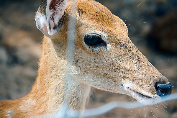 포토 JPG 해외이미지 동물 응시 공원 여자 얼굴 야생동물 밭 포유류 자연 사슴 털 서기 사람없음 야외 초록색 갈색 머리 흰색 숲 내추럴 해외202004 해외포토 시선 공공시설 컬러 농업 모션 사람 신체부위 생태계 파일형식 이미지허브