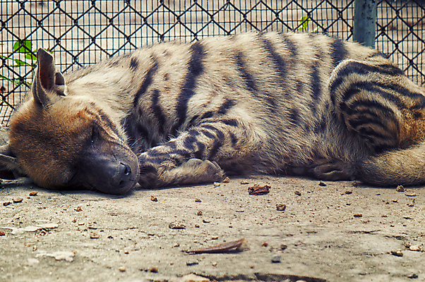 포토 JPG 해외이미지 동물 야생동물 포유류 아프리카 자연 휴식 생물 동물원 사람없음 야외 쌓기 중국 줄무늬 잠 선택 개 사파리 육식동물 내추럴 고립 생태학 해외202004 해외포토 교육 나라 아시아 컨셉 무늬 모션 생태계 파일형식 이미지허브