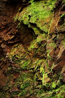 포토 JPG 해외이미지 식물 디자인 외관 공원 벽 백그라운드 잎 패턴 밭 자연 표면 추상 산 이끼 사람없음 야외 초록색 환경 정원 젖음 촉촉함 성장 바위 신선 거친 닫기 숲 묘사 질감 내추럴 곰팡이 땅바닥 옛날 해외202004 해외포토 공공시설 컬러 무늬 농업 모션 바닥 돌_바위 생태계 파일형식 이미지허브