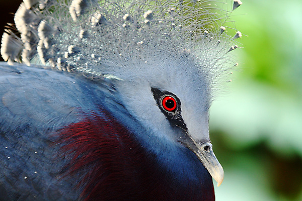 포토 JPG 해외이미지 조류 사람없음 빨간색 회색 깃털 부리 새장 해외202004 해외포토 동물 컬러 케이지 파일형식 이미지허브