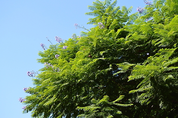 포토 JPG 해외이미지 나무 식물 계절 공원 꽃 백그라운드 잎 꽃무늬 자연 하늘 사람없음 야외 목재 장식 초록색 여름 파란색 환경 정원 보라색 검은색 봄 벚꽃 나뭇가지 개화 남아메리카 내추럴 양치류 해외202004 해외포토 공공시설 컬러 무늬 재료 아메리카 생태계 파일형식 이미지허브