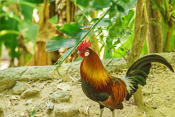 포토 JPG 해외이미지 동물 공원 야생동물 날개 자연 조류 동물원 대화 사람없음 야외 옆모습 초록색 반려동물 컬러풀 회색 흰색 큼 피부 깃털 싱글 부리 앵무새 내추럴 강렬 동물상 이국적 해외202004 해외포토 공공시설 뷰포인트 컬러 말하기 신체부위 조형물 크기 생태계 파일형식 이미지허브