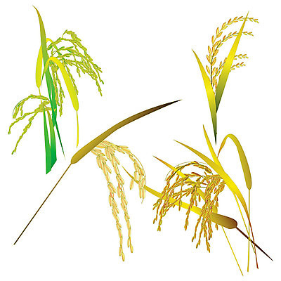 EPS 해외이미지 식물 계절 아시아 음식 줄기 백그라운드 잎 농업 일러스트 태국 자연 밥 건조 씨앗 초록색 경제 농작물 농장 농경지 갈색 노란색 수확 껍질 가을 시골 시간 황금 닫기 낟알 시리얼 묘사 라오스 말레이시아 논밭 숙성 해외202004 해외일러스트 나라 산업 컬러 밭 모션 논 생태계 파일형식 벡터 이미지허브