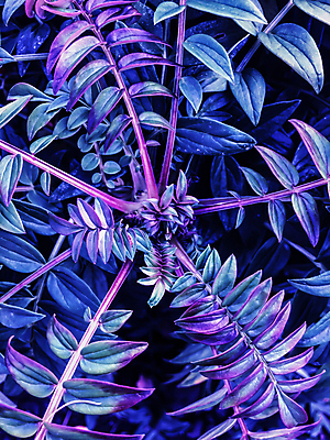 포토 JPG 해외이미지 나무 식물 계절 공원 야생동물 백그라운드 잎 꽃무늬 패턴 자연 벽지 손바닥 사람없음 야외 장식 초록색 여름 환경 정원 어둠 봄 성장 나뭇가지 신선 숲 큼 열대우림 유기농 질감 하와이 엽서 내추럴 생태학 이국적 파라다이스 해외202004 해외포토 동물 손 웰빙 공공시설 교육 꽃 컬러 무늬 미국 크기 편지 생태계 파일형식 이미지허브